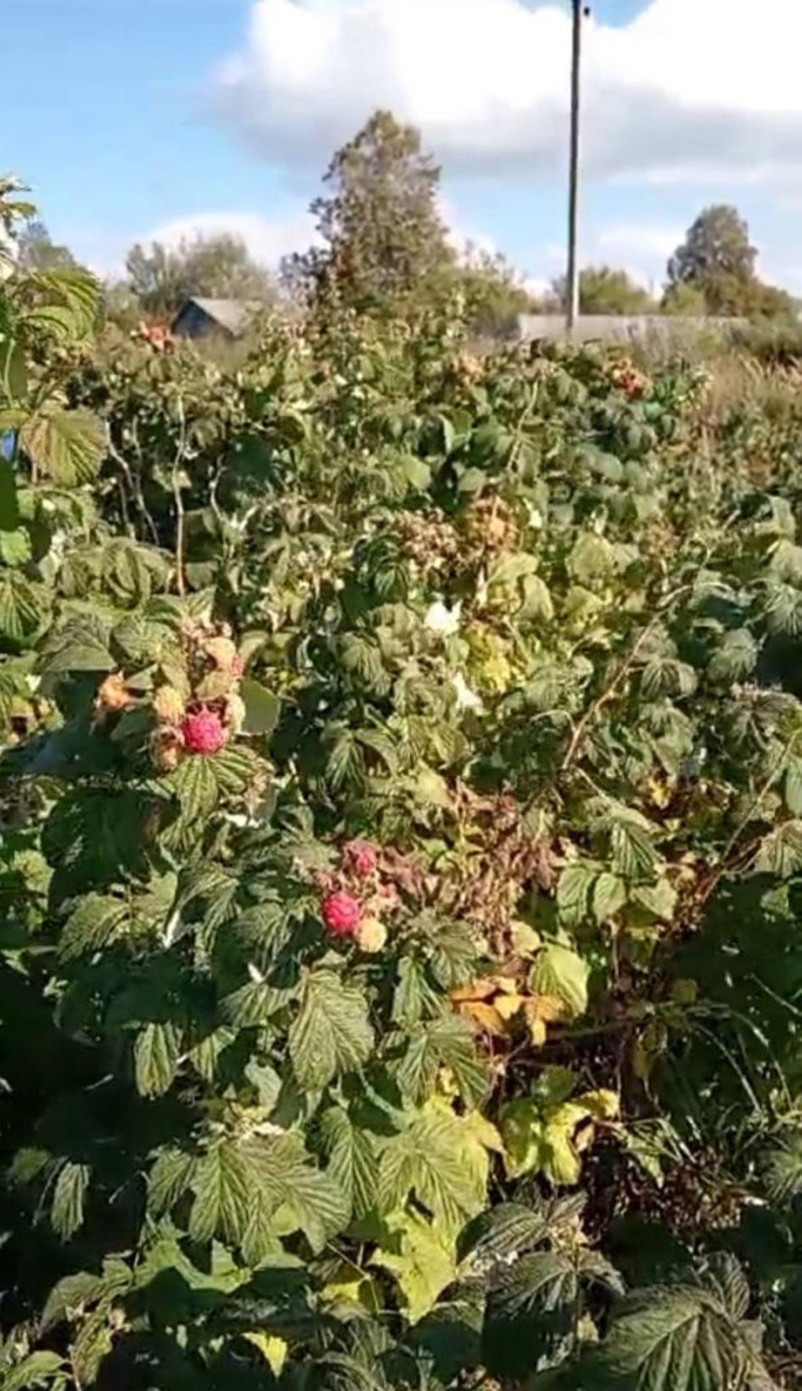 Купить землю, земельный участок за 299 000 рублей на Бутре с