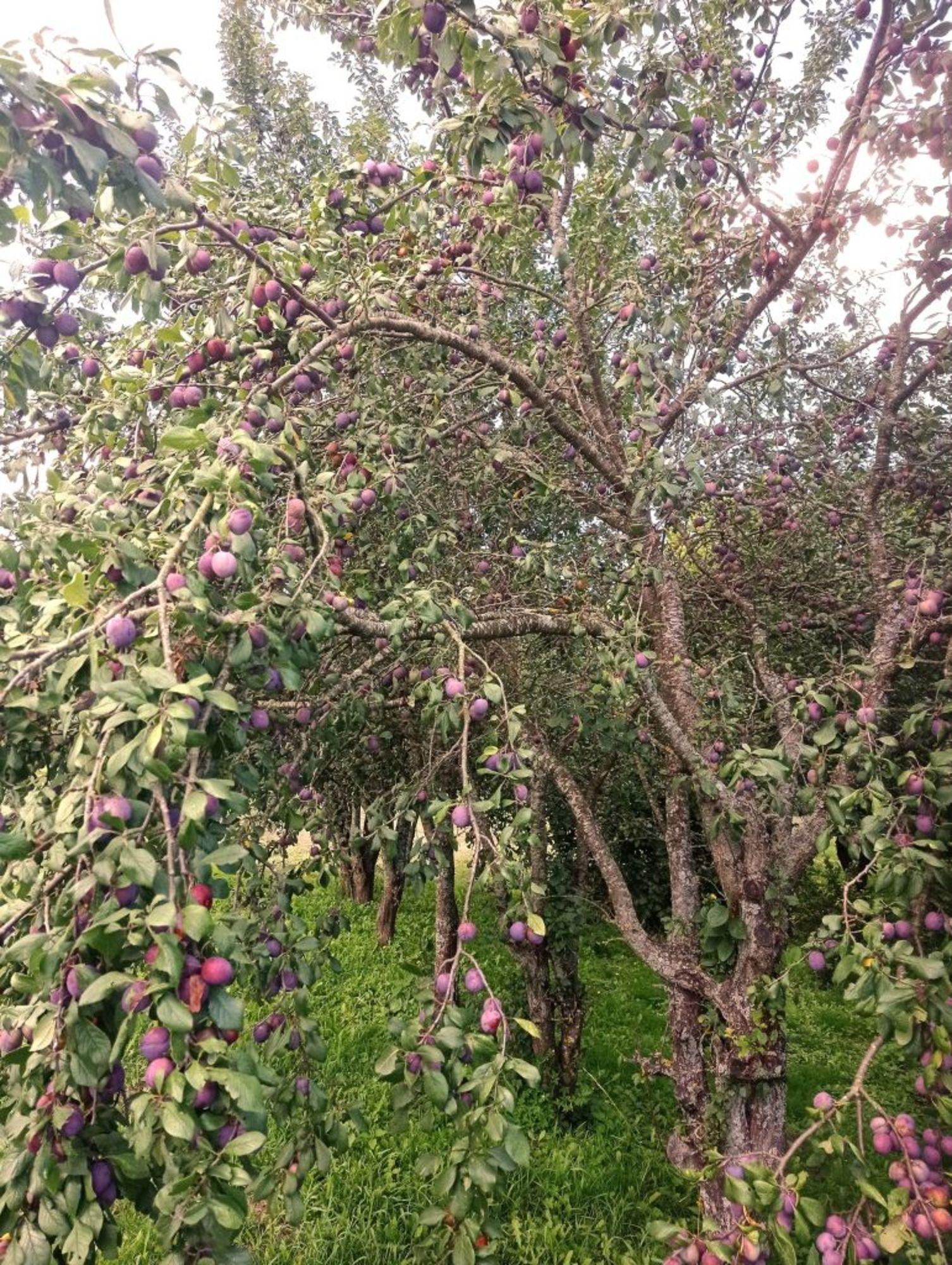 Купить землю, земельный участок за 299 000 рублей на Бутре с