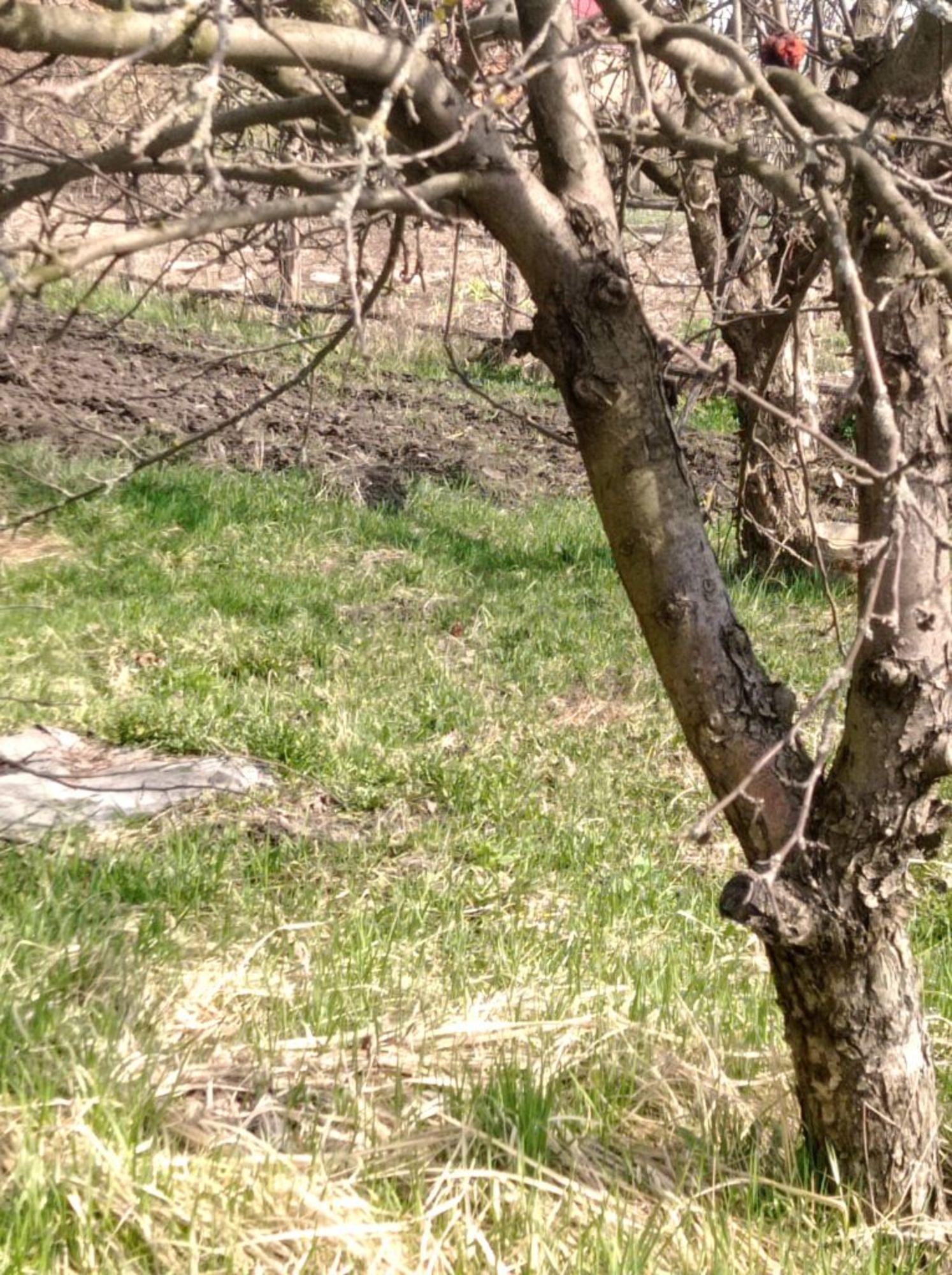 Купить землю, земельный участок за 299 000 рублей на Бутре с