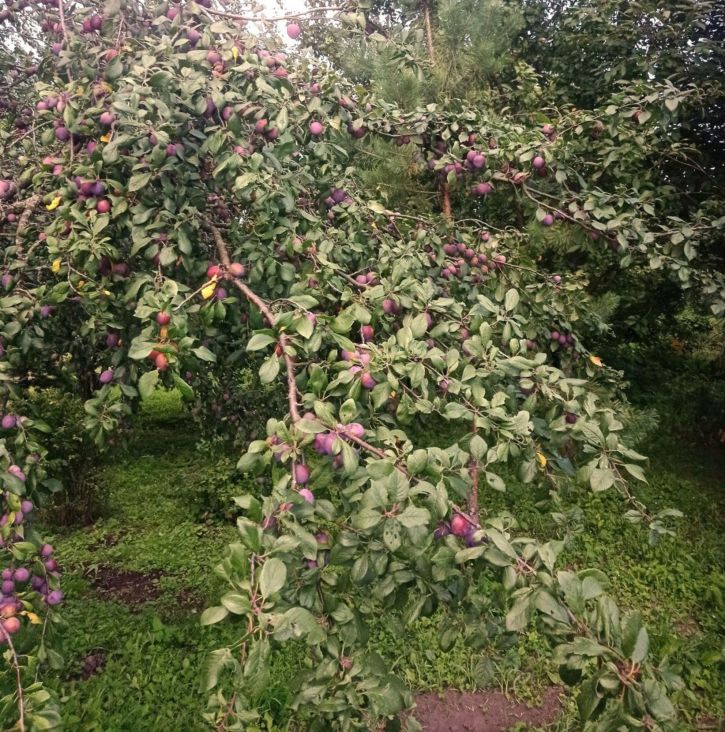 Земельный участок Бутре с