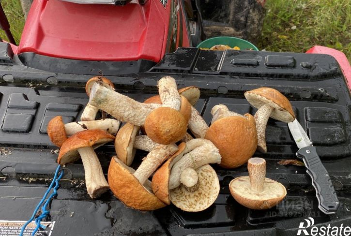 Земельный участок Рогнединский район